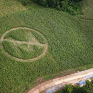 In this handout photo released by Greenpeace shows an aerial view of a crop circle made by local farmers and Greenpeace volunteers in Isabela province, 300 km northeast of Manila, on Saturday Sept. 30, 2006. The crop circle, with a slash over the letter 'M' symbolizes farmer rejection of alleged genetically modified Bt corn crops from Monsanto corporation. (AP Photo/Greenpeace,Melvyn Calderon,HO)